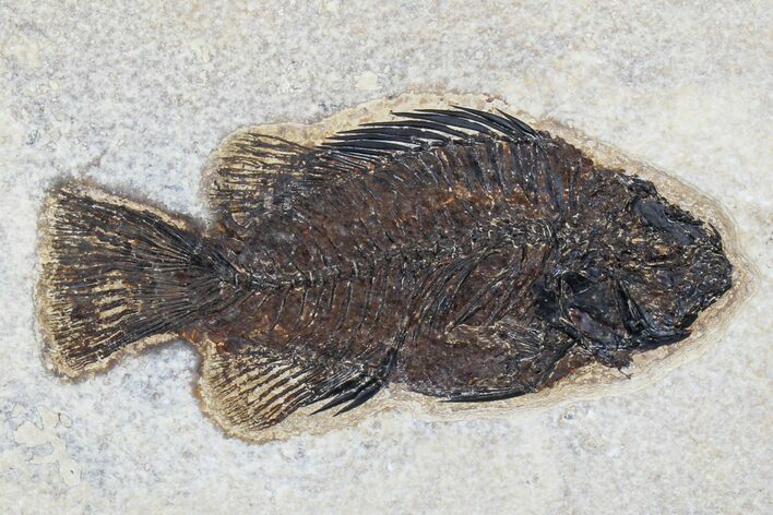 Fossil Fish (Cockerellites) - Green River Formation #172966